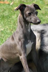 Where are italian greyhounds from? Treasure Italian Greyhounds Italienisches Windspiel Podenco Windspiele