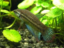 Peaceful betta (betta imbellis) facts. Peaceful Fighting Fish Zxc Wiki