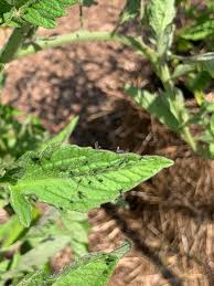 Image result for BLACKFLY ON TOMATO PLANTS