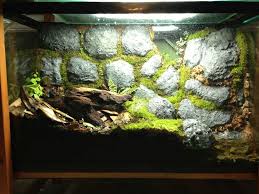Crumbling Wall Vivarium For Frogs Frog Terrarium Reptile Room Vivarium