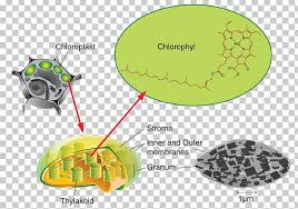 We did not find results for: Thylakoid Chloroplast Photosynthesis Stroma Chlorophyll Png Clipart Adenosine Triphosphate Biology Cell Cellular Respiration Chlorophyll Free Png