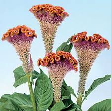 Pin On Flowers