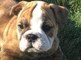 (duluth, mn) pic hide this posting. Evette Bulldog Puppies Bulldog Puppies For Sale Blue French Bulldog Puppies
