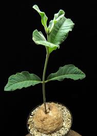 Image result for Raphionacme madiensis