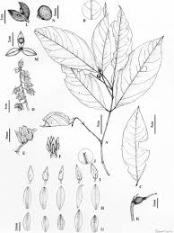 Image result for Rinorea ferruginea