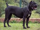 Cane Corso Dog Breed Information - American Kennel Club