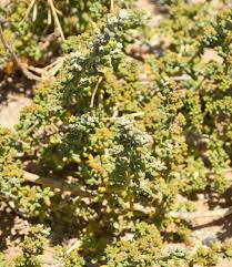 Image result for Zygophyllum leucocladum