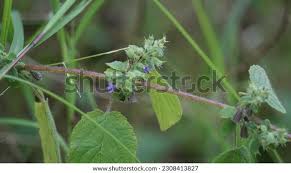 Image result for Waltheria