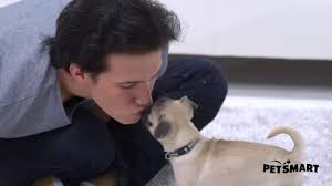 Time is limited, especially when it's refering. Nature S Miracle No More Marking Pet Stain Odor Remover Natural Repellent Dog Stain Odor Removers Petsmart