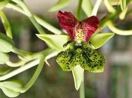 Image result for Bulbophyllum humblotii