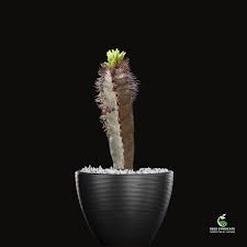 Image result for Cyphostemma montanum