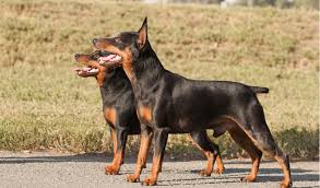 Doberman pinscher differences the doberman pinscher was originally bred to be a personal guard dog. Miniature Pinscher Breed Facts And Information Petcoach