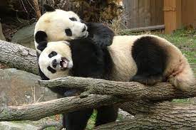 15 Animal Hugs To Lift Your Spirits Pics Animal Hugs Animals Cute Baby Animals