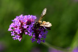 12 flowers that are good for bees. Premium Photo Purple Flowers And Bees