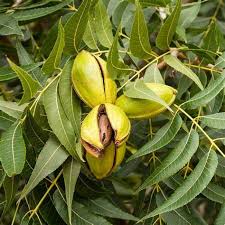 Image result for Carya illinoinensis