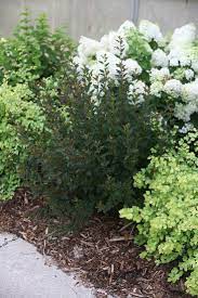 Jazz hands bold® chinese fringe flower. Tiny Wine Ninebark Physocarpus Opulifolius Plants Ninebark Shrub Front Landscaping