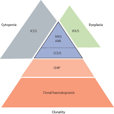 For example pnet usually refers to a type of brain tumour, however, within orthopaedic oncology the same abbreviation has been applied to a form of sarcoma. Assessing Clonal Haematopoiesis Clinical Burdens And Benefits Of Diagnosing Myelodysplastic Syndrome Precursor States The Lancet Haematology