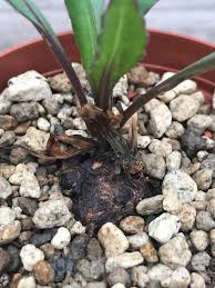 Image result for Kleinia sp.no.1