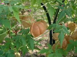 Image result for Cardiospermum halicacabum