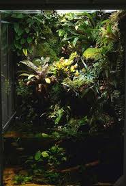 Paludarium Lbh 100 X 80 X 150 Aquascape Aquarium Aquascape Planted Aquarium