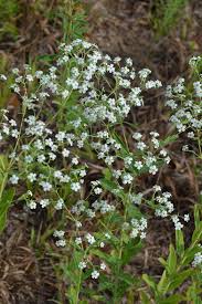 Image result for Euphorbia granulata