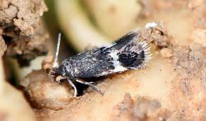 Image result for Stigmella freyella