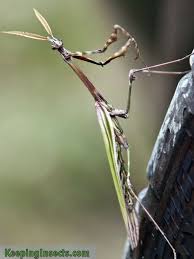 Taking Care Of A Wild Praying Mantis Keeping Insects