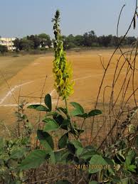 Image result for Crotalaria torrei