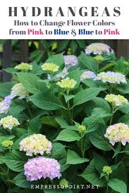 Blue hydrangea flowers turning green. Hydrangea Tips Identify Prune Get Blooms Empress Of Dirt Growing Hydrangeas Pink Hydrangea Hydrangea Care