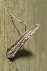 Image result for Euclasta