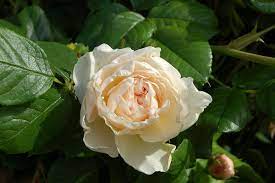 Роза плетистая uetersener klosterrose всесорта шт. Uetersener Klosterrose Wikipedia