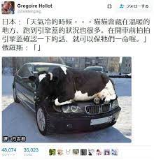 fireshot capture 250 gregoire hello https twitter com goldengreg sta jpg 573 595 memes dogs animals