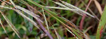 Image result for Andropogon gayanus
