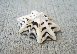 Star Limpet Seashells Pacific Sugar Appx 50 Pcs 5 1 Patelloida Saccharina Sea Shells Shells Limpet Shell