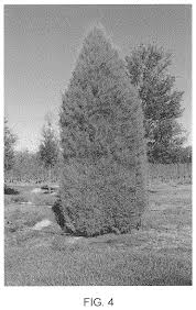 Maybe you would like to learn more about one of these? Southern Red Cedar Tree Named Can Src1 Patent Grant Cannon Cannon Trees Inc