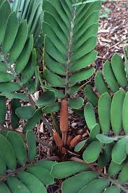 Image result for Zamia furfuracea