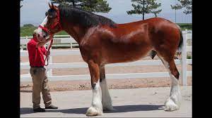 Draft horse grazing in pasturage with green grass. Clydesdale Horse Care And Horse Facts About The Clydesdales Youtube