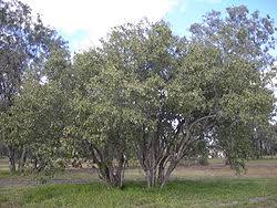 Image result for Cordia pilosissima