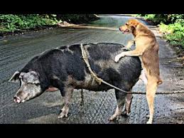 Try Not To Laugh Compilation 3 Best Funny Dogs Videos Funniest Animal Videos 2018 Buzzmunky 2,727,678 likes · 1,037,160 talking about this.