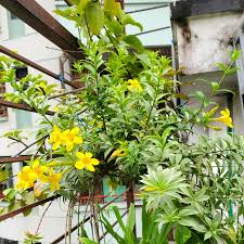 Image result for Allamanda schottii