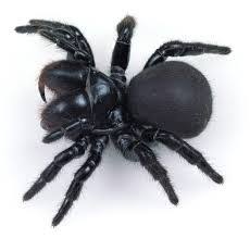 Black And White Spider Texas Poisonous 7 Mouse Spider Found In Australia The Female Is All Black While The Male Has A Red Head And Jaws These Are Know Spider Dangerous Spiders Spider Species