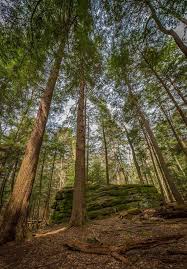 Different foods respond differently when cooked. Forest Cathedral Visit Pa Great Outdoors