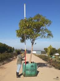 Most pines are hardy to zone 3 or 4. Dais Cotinifolia Trees Sa