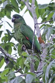 Green Bird With Red Spot On Head The Black Billed Amazon Amazona Agilis Is A Parrot Endemic To Jamaica Sometimes Called The Black Billed Parrot Animals Wild Bird Species Animals