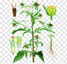 1 resultado de traducción para dandelion en español. Dandelion Bidens Tripartita Black Jack Medicinal Plants Herbaceous Plant Tree Transparent Png