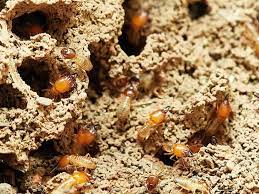 Some species of termites, like subterranean termites, are attracted to moisture. How Do Professionals Track Down Termites In My Walls