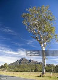 Image result for Eucalyptus sp.