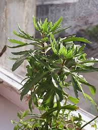 Image result for Kalanchoe laciniata