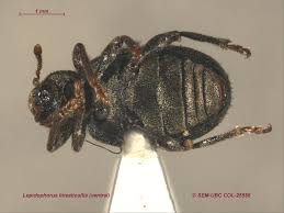 Image result for Leptaulus