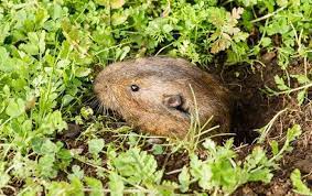 Moles and gophers can ruin your lawn and garden. How To Get Rid Of Gophers In Your Yard Garden A Complete Guide 2021